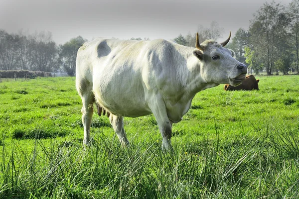 Красивые коровы и быки на зеленом поле — стоковое фото