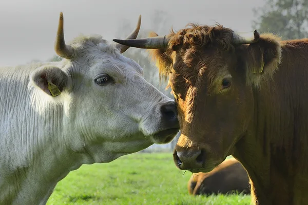 Mooie koeien en stieren op een groen veld — Stockfoto