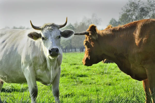 Mooie koeien en stieren op een groen veld — Stockfoto