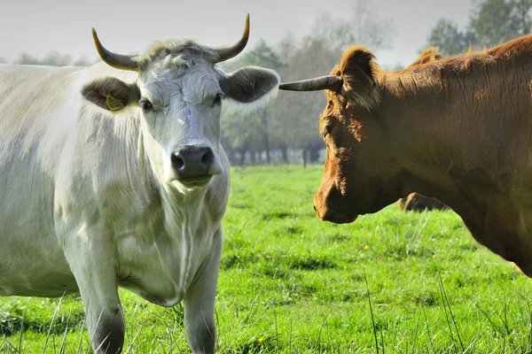 Schöne Kühe und Stiere auf einer grünen Wiese — Stockfoto