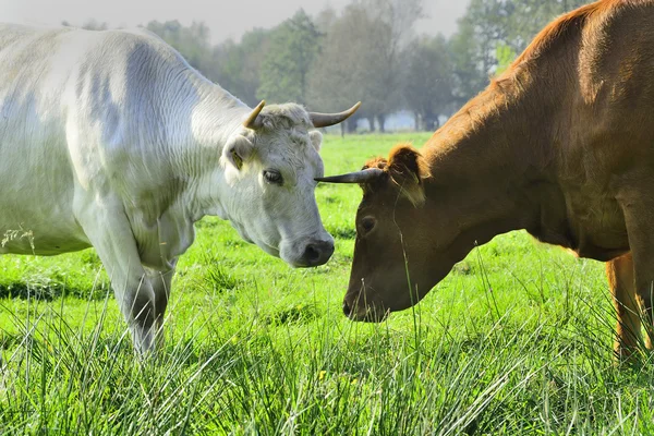 Schöne Kühe und Stiere auf einer grünen Wiese — Stockfoto