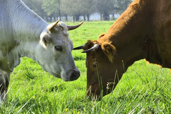 Krásné krávy a býci na zelené louce — Stock fotografie