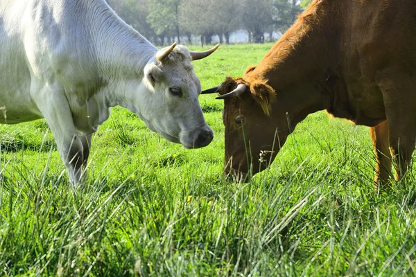 Mooie koeien en stieren op een groen veld — Stockfoto