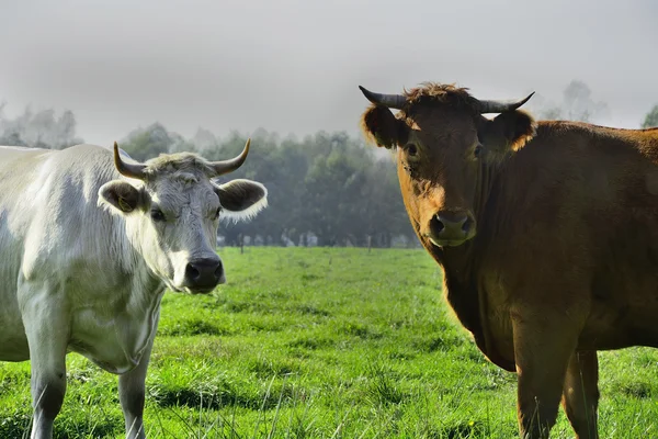 Vackra kor och tjurar på ett grönt fält — Stockfoto