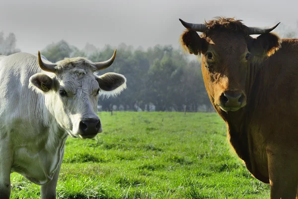 Belle mucche e tori su un campo verde — Foto Stock