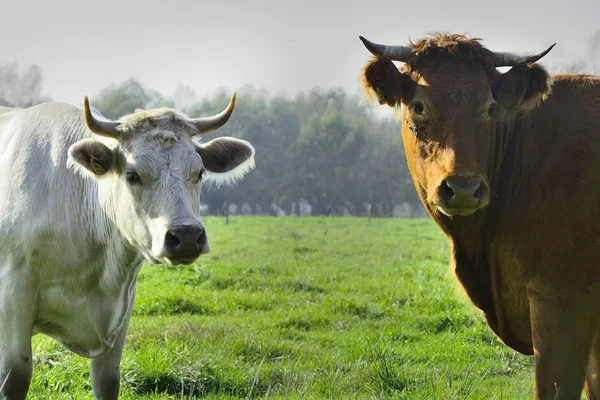 Hermosas vacas y toros en un campo verde —  Fotos de Stock