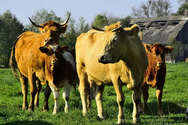 Gyönyörű tehenek és a bikák a zöld mezőn — Stock Fotó