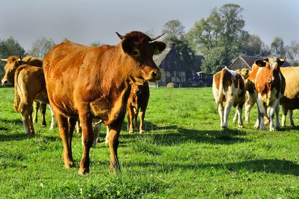 Mooie koeien en stieren op een groen veld — Stockfoto