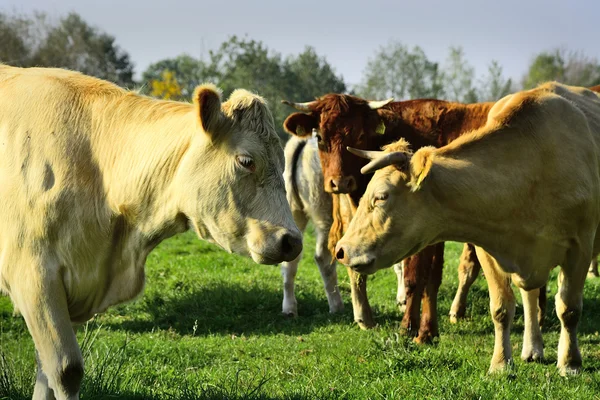 Hermosas vacas y toros en un campo verde —  Fotos de Stock