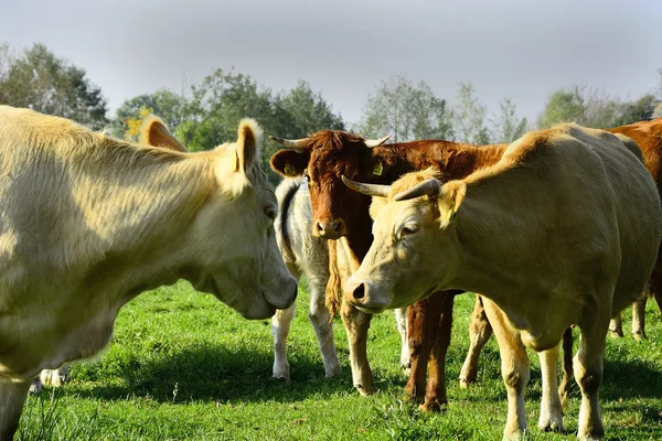 Vackra kor och tjurar på ett grönt fält — Stockfoto