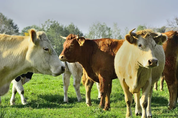 Schöne Kühe und Stiere auf einer grünen Wiese — Stockfoto