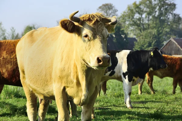 Belas vacas e touros em um campo verde — Fotografia de Stock