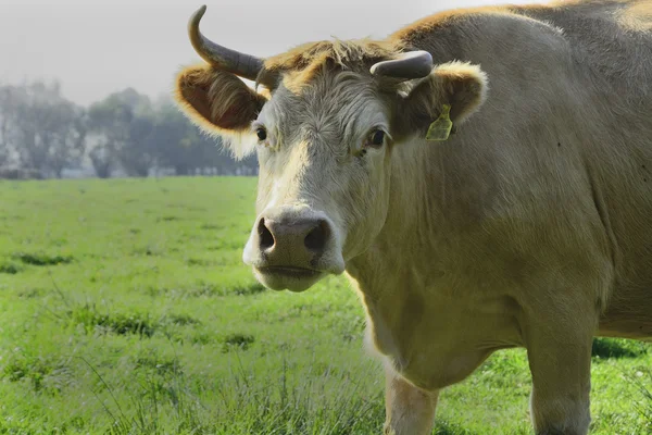 Belle mucche e tori su un campo verde — Foto Stock