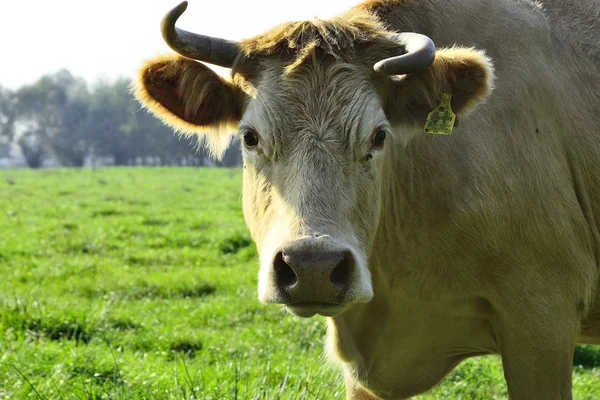 Hermosas vacas y toros en un campo verde —  Fotos de Stock