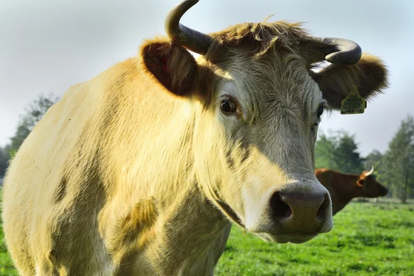 Güzel inekler ve üzerinde yeşil bir alana toplar — Stok fotoğraf