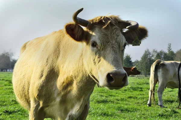 Belas vacas e touros em um campo verde — Fotografia de Stock