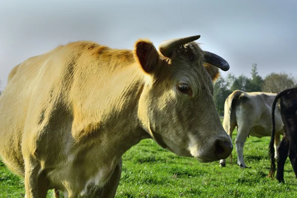 Schöne Kühe und Stiere auf einer grünen Wiese — Stockfoto