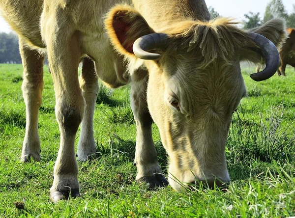 Schöne Kühe und Stiere auf einer grünen Wiese — Stockfoto