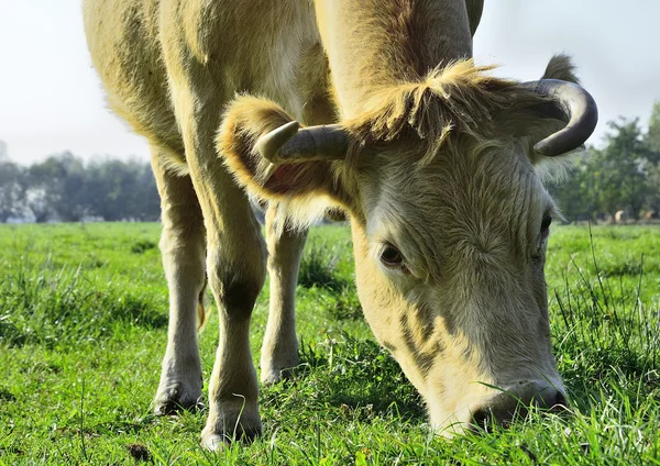 Beautiful cows and bulls on a green field — Stock Photo, Image