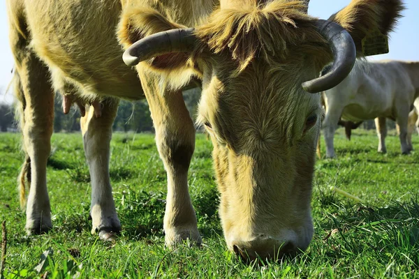 Mooie koeien en stieren op een groen veld — Stockfoto