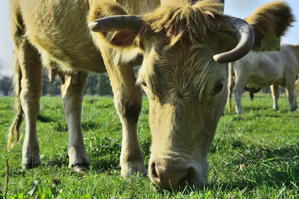 Hermosas vacas y toros en un campo verde — Foto de Stock