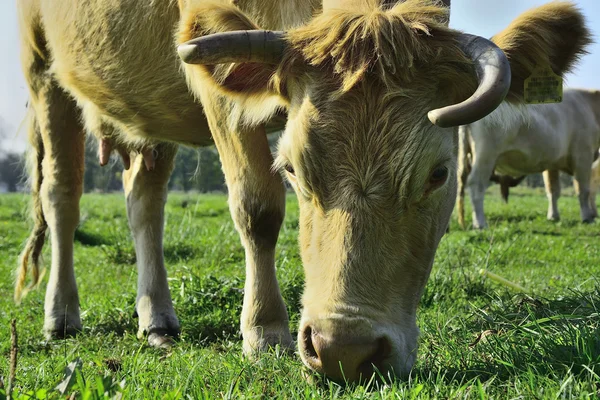 Beautiful cows and bulls on a green field — Stock Photo, Image
