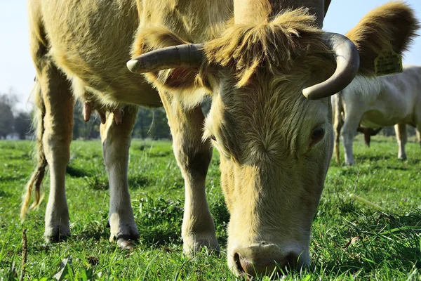 Mooie koeien en stieren op een groen veld — Stockfoto