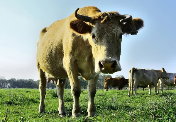 Schöne Kühe und Stiere auf einer grünen Wiese — Stockfoto