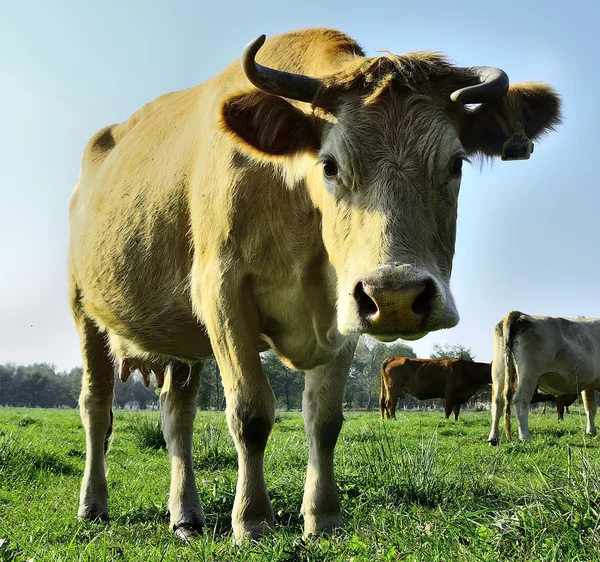 Vackra kor och tjurar på ett grönt fält — Stockfoto