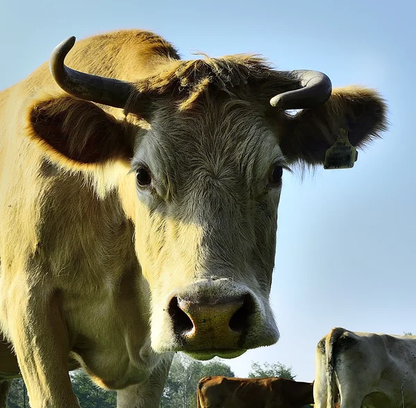 Krásné krávy a býci na zelené louce — Stock fotografie