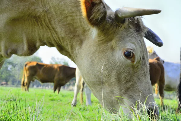 Schöne Kühe und Stiere auf einer grünen Wiese — Stockfoto