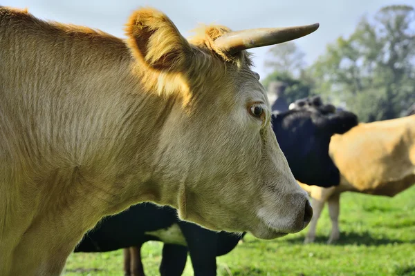 Belas vacas e touros em um campo verde — Fotografia de Stock