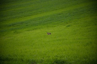 Tavşan üzerinde yeşil bir alana atlama