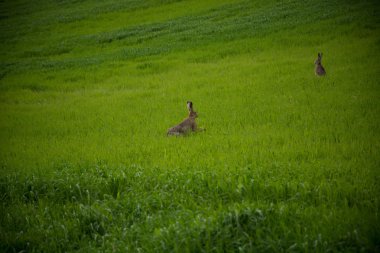 Tavşan üzerinde yeşil bir alana atlama