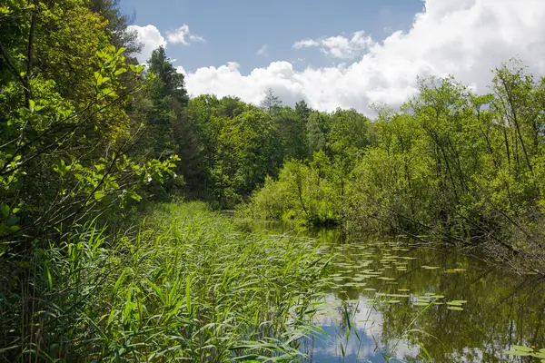 Brücke über grünen Teich — Stockfoto