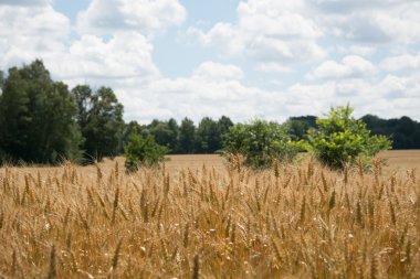 Mısır arka plan mavi gökyüzünde kulaklar