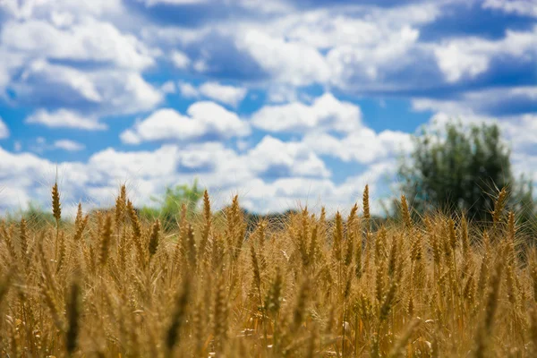 Oren van maïs op een achtergrond van de blauwe hemel — Stockfoto