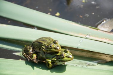 Kurbağalar çiftleşme sırasında çifti