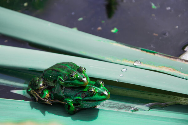 Pair of frogs during mating