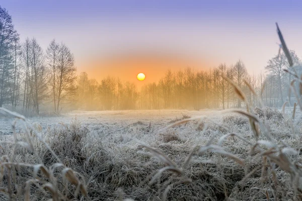 Winter auf den Feldern und Wiesen — Stockfoto