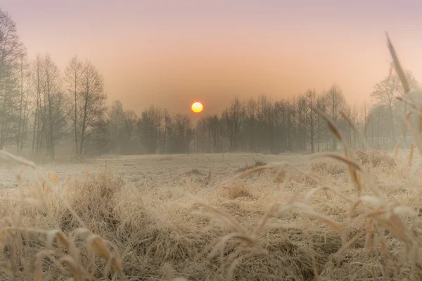 Winter auf den Feldern und Wiesen — Stockfoto