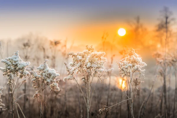 Inverno nos campos e prados — Fotografia de Stock