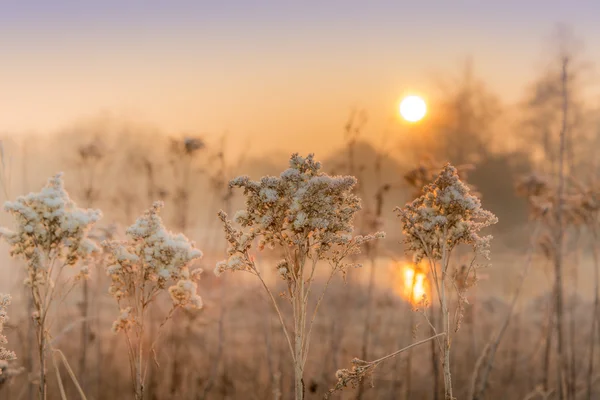 Winter auf den Feldern und Wiesen — Stockfoto