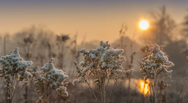 Inverno nos campos e prados — Fotografia de Stock