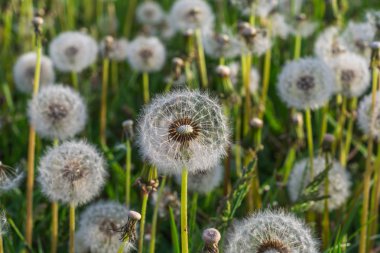 Karahindiba sabah güneş ışığı içinde