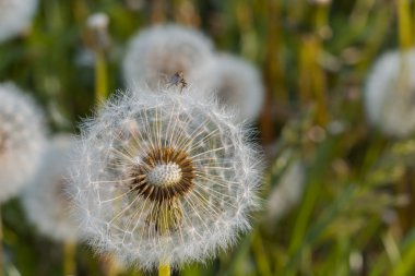 Karahindiba sabah güneş ışığı içinde