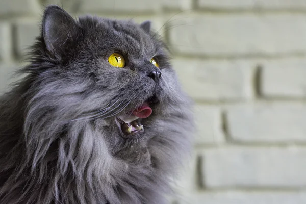 Grey big cat - licks your face — Stock Photo, Image