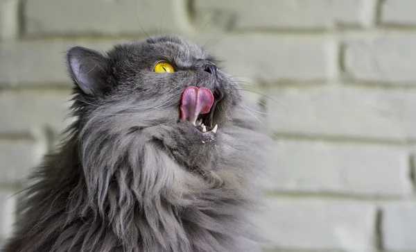 Grey big cat - licks your face — Stock Photo, Image