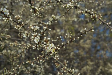 Ağaçlarda bahar çiçekleri