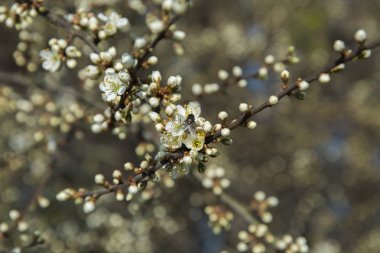 Ağaçlarda bahar çiçekleri